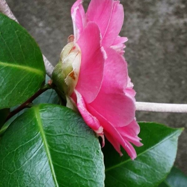 Camellia sasanqua Bloem