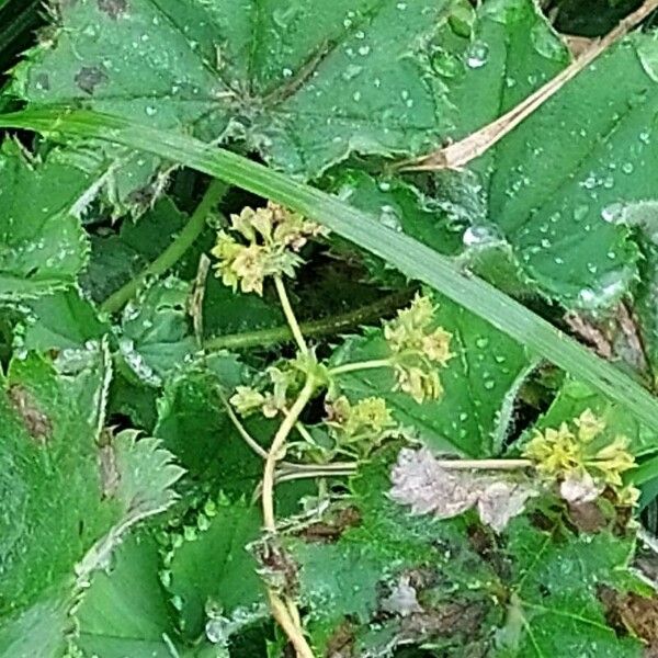 Alchemilla monticola Floare