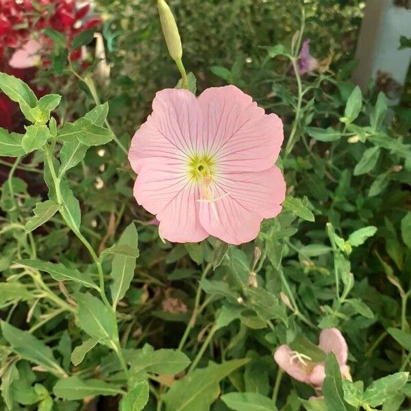 Oenothera speciosa Fiore