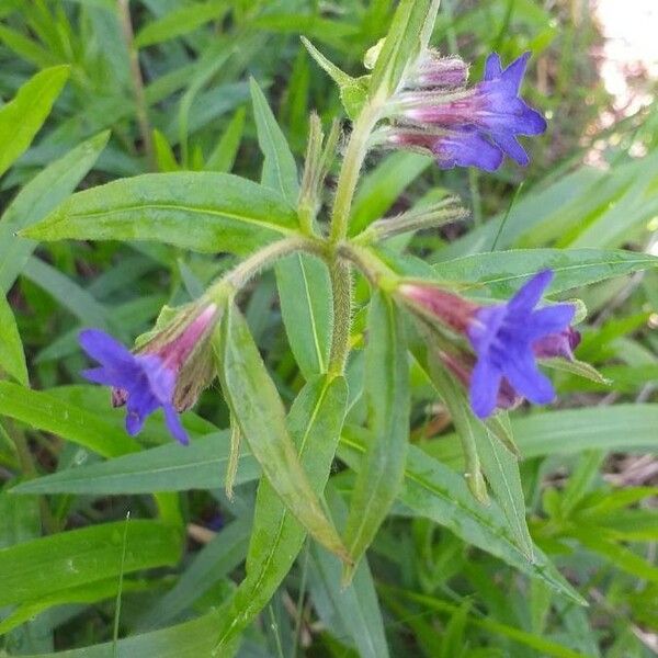 Aegonychon purpurocaeruleum Flower