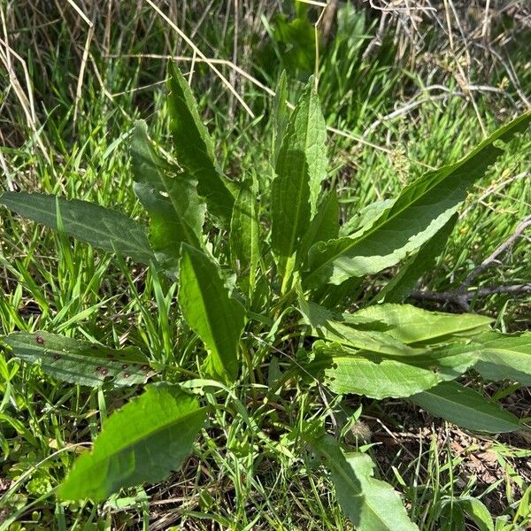 Rumex patientia List