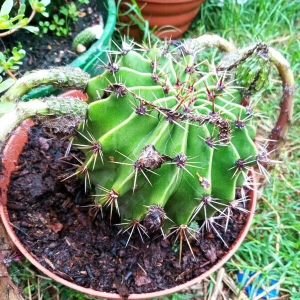 Echinopsis eyriesii برگ