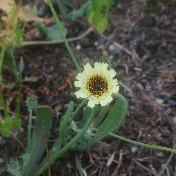 Tolpis barbata Flor