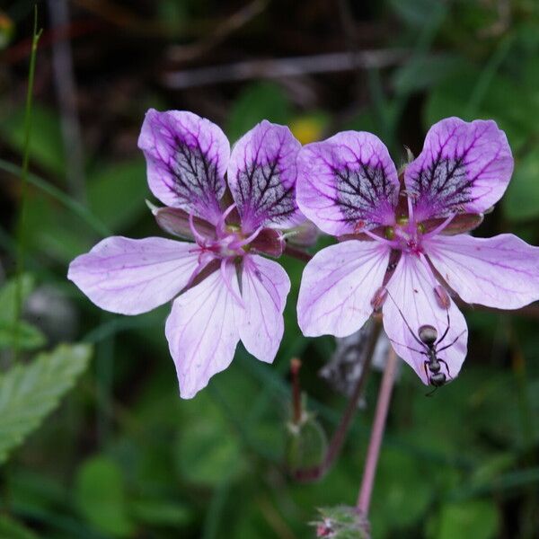 Erodium glandulosum Flower