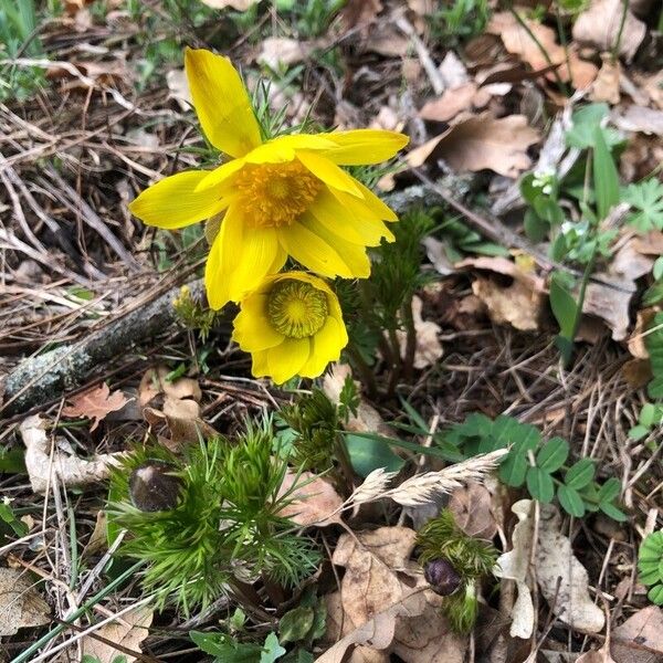 Adonis vernalis പുഷ്പം