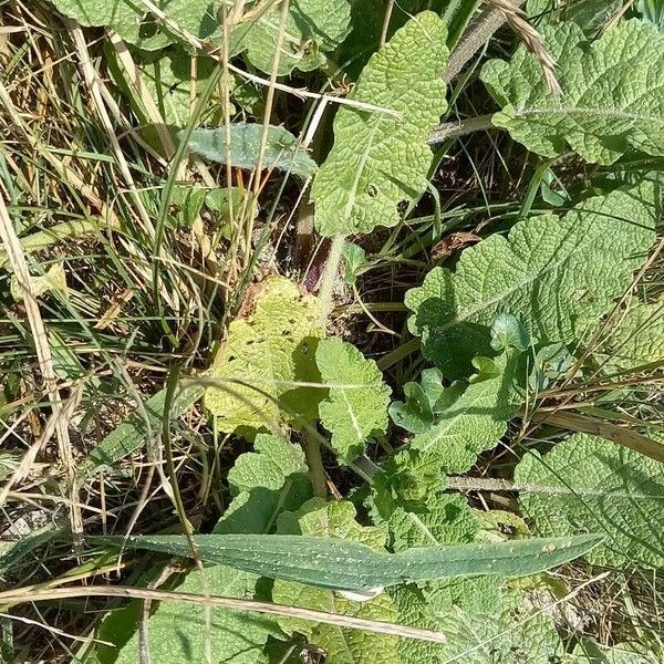 Salvia verbenaca Folla