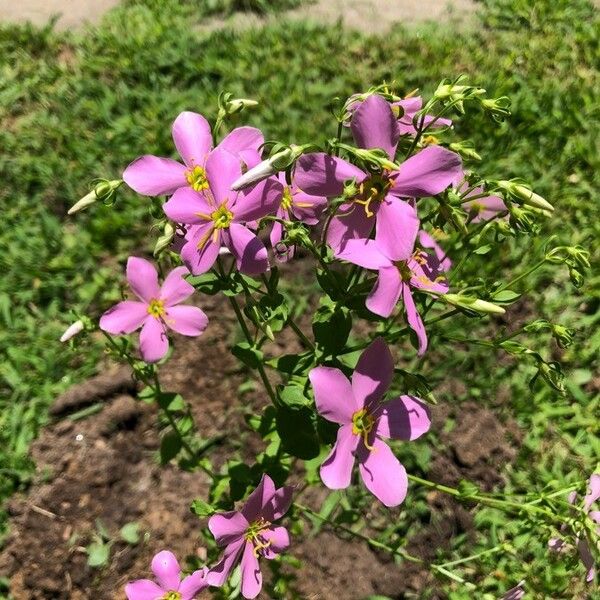 Sabatia angularis 花