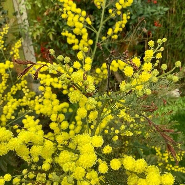 Acacia decurrens Flower