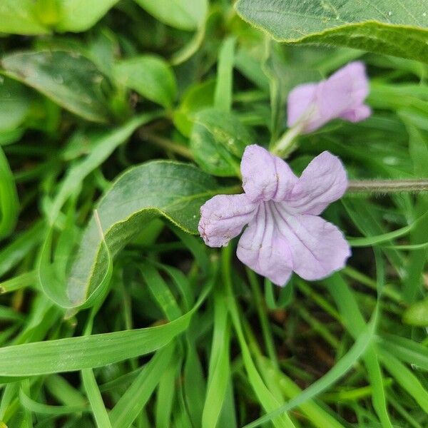 Ruellia prostrata Flor