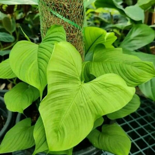 Arisaema triphyllum Blatt