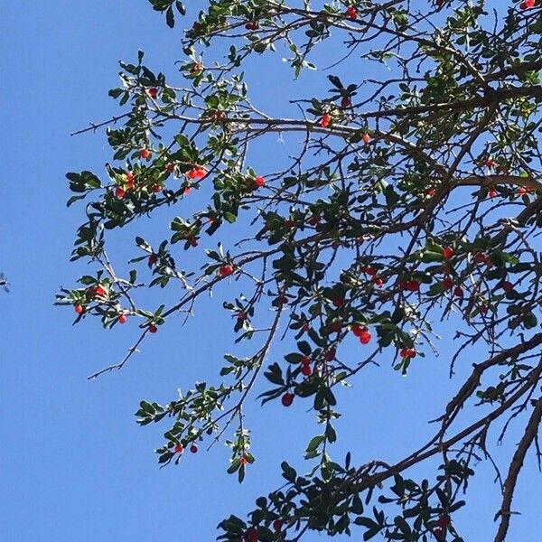 Berberis sibirica Frunză