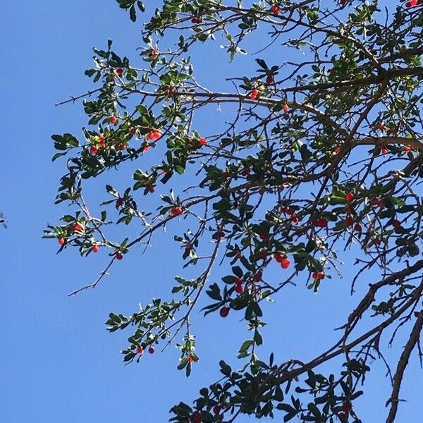 Berberis sibirica Leaf