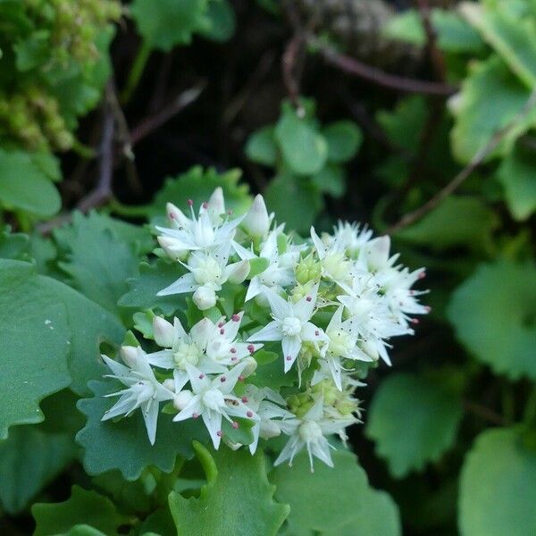 Hylotelephium populifolium फूल