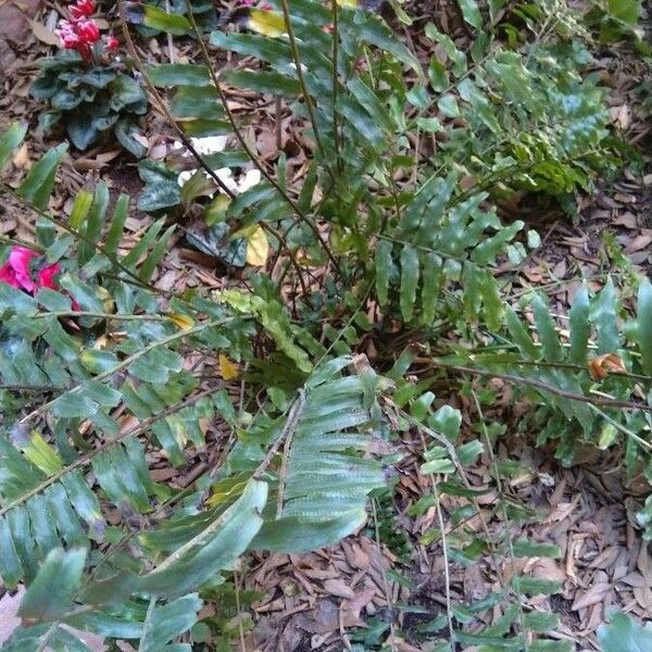 Nephrolepis biserrata Habit