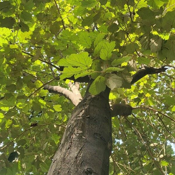 Pterospermum acerifolium Лист