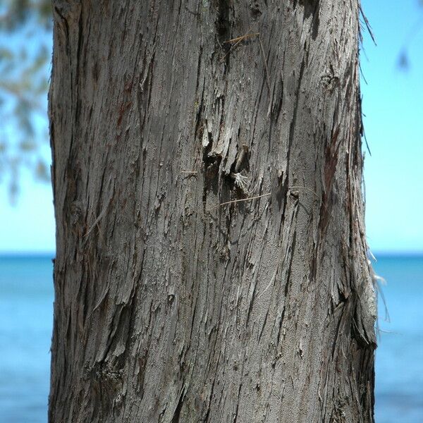 Casuarina equisetifolia Corteccia