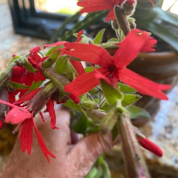 Silene virginica Blüte