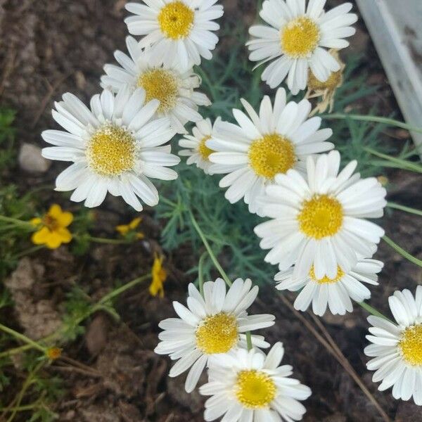 Argyranthemum frutescens പുഷ്പം