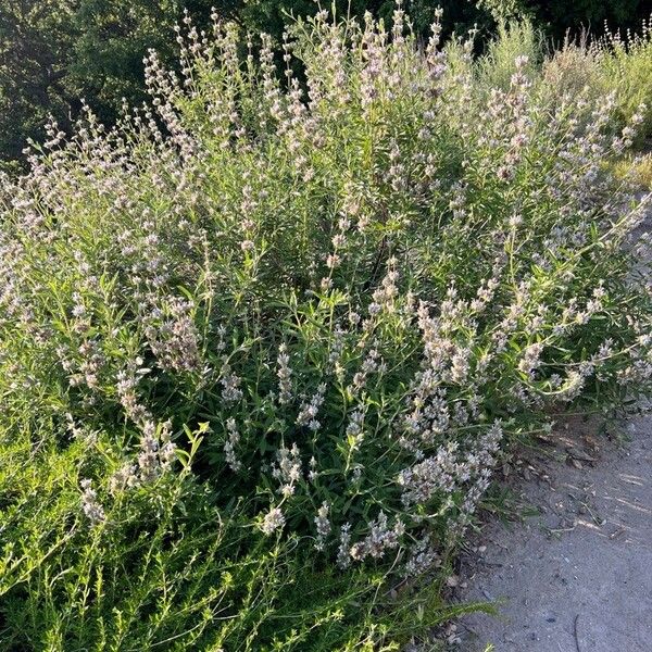 Salvia mellifera Кветка