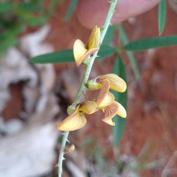 Crotalaria lanceolata फूल