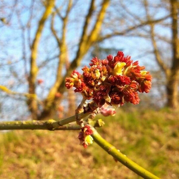 Acer rubrum 花