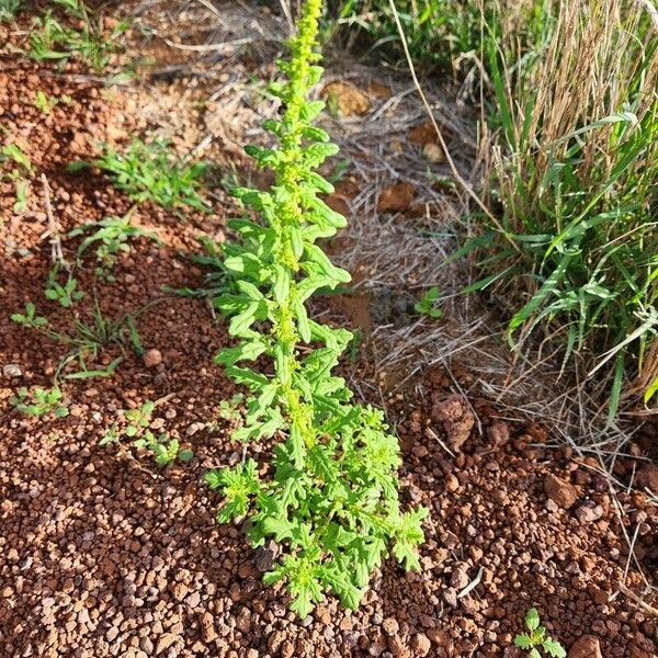 Dysphania schraderiana Leaf