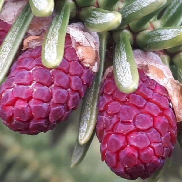 Abies pinsapo Flor