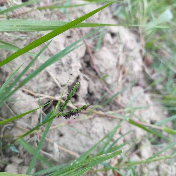 Paspalum distichum Flor