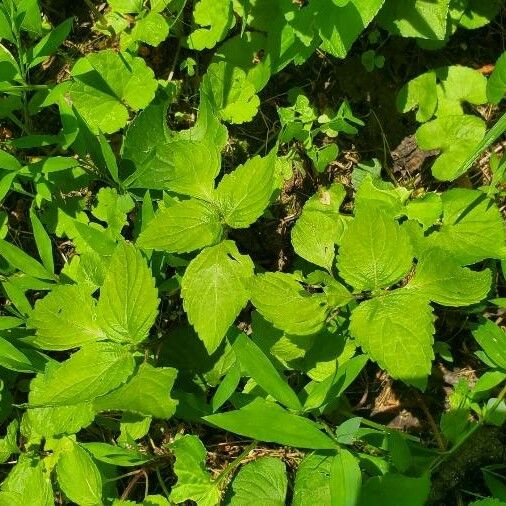 Perilla frutescens Blad