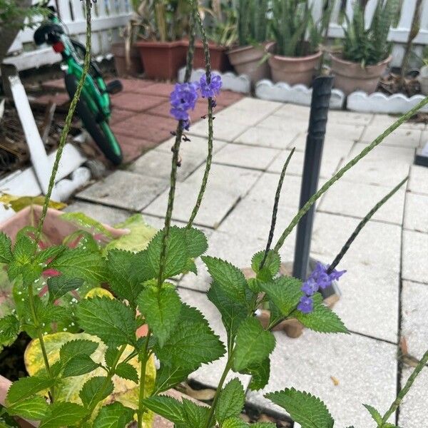 Stachytarpheta indica Кветка