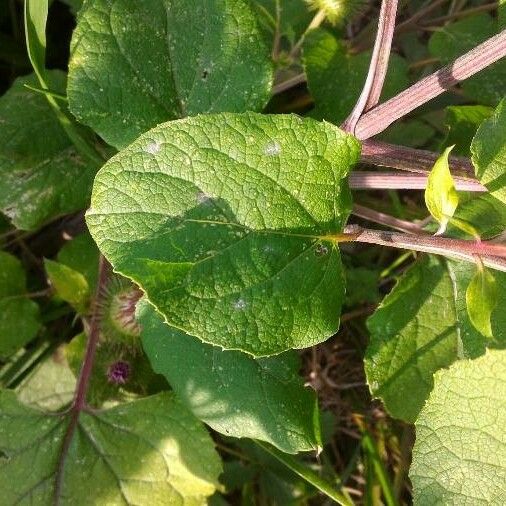 Arctium nemorosum Leaf