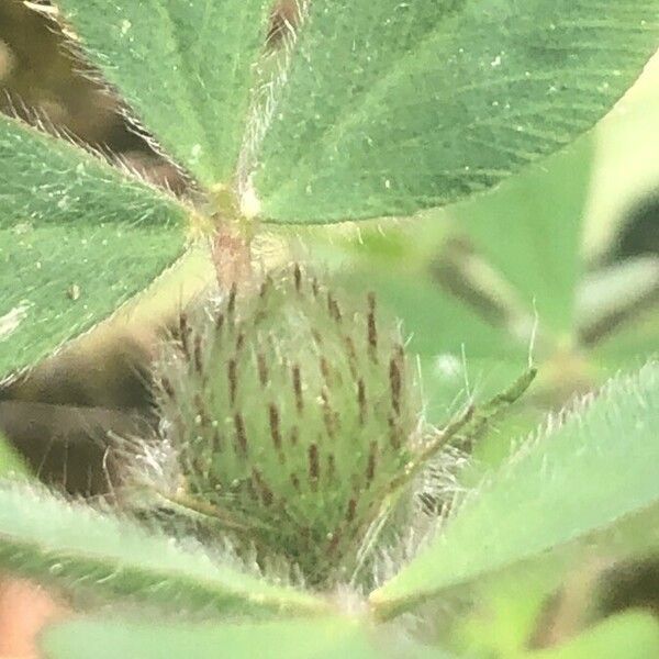 Trifolium hirtum Blomst