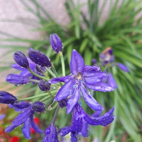 Agapanthus praecox Blüte