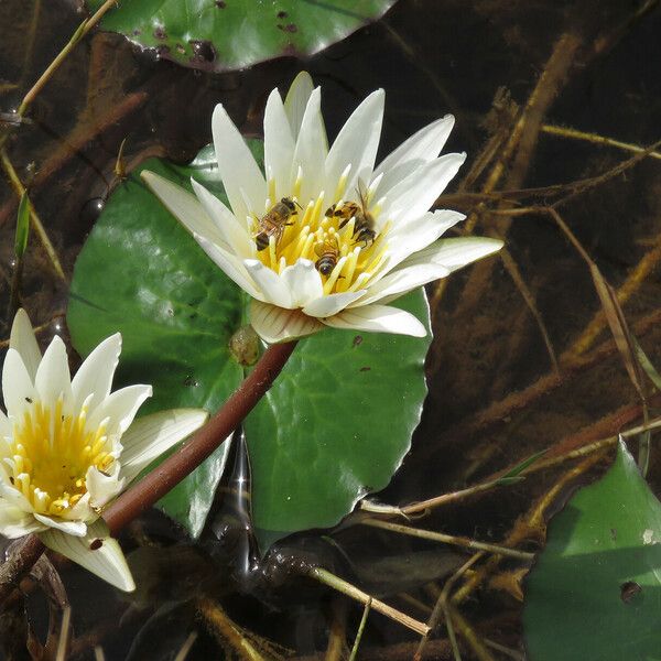 Nymphaea micrantha Flower
