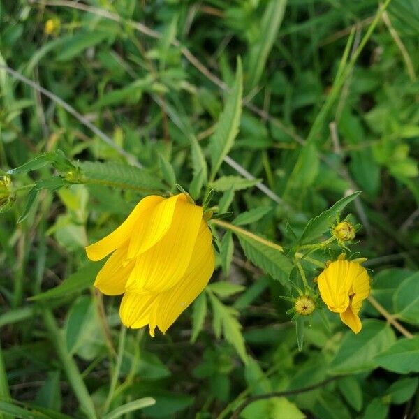 Bidens aristosa Õis