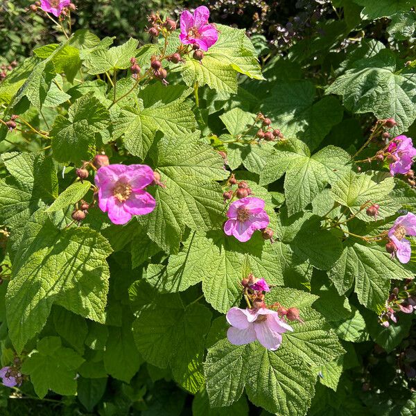 Rubus odoratus 整株植物