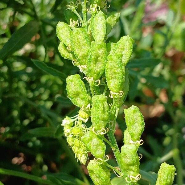 Reseda lutea Плод