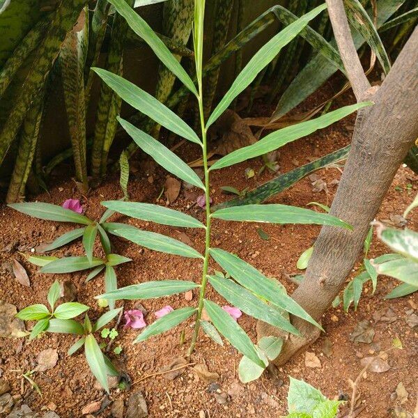 Zingiber officinale Leaf