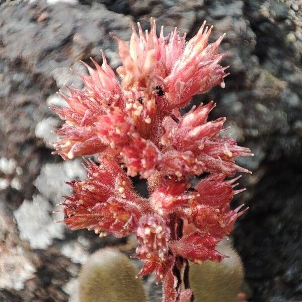 Sedum microstachyum Blomma