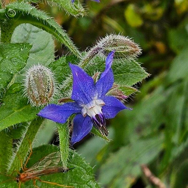 Borago officinalis Flower