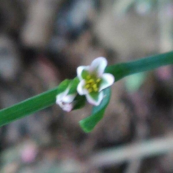 Polygonum aviculare Virág