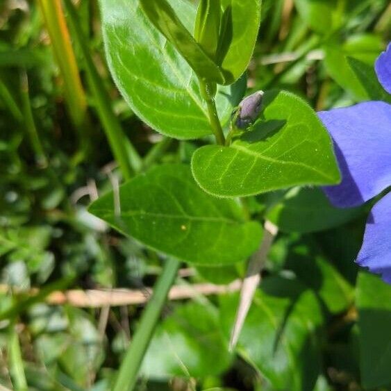 Vinca major 葉