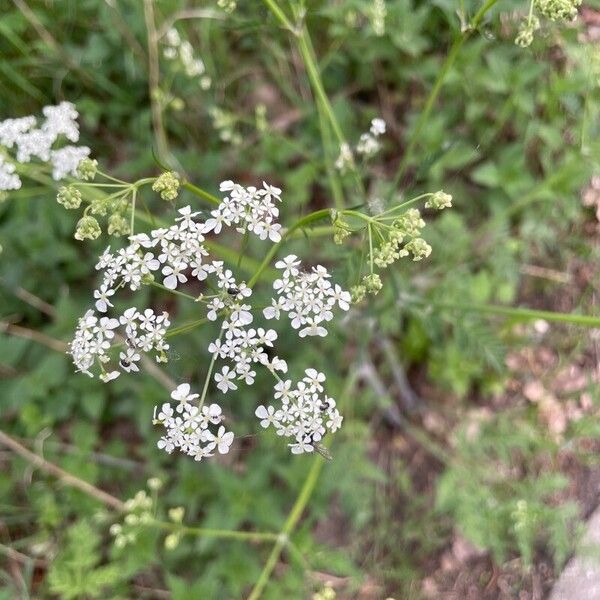 Anthriscus sylvestris Цветок