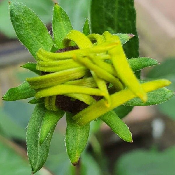 Rudbeckia fulgida Іншае