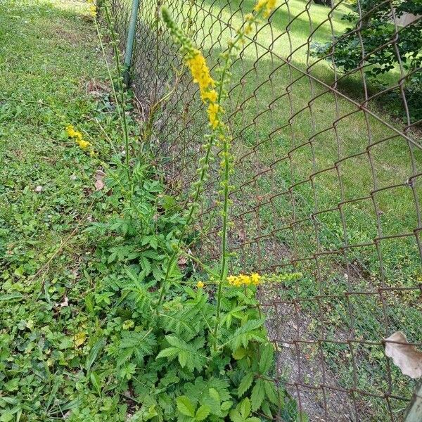 Agrimonia eupatoria عادت