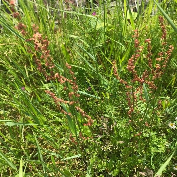 Rumex acetosella Fuelha