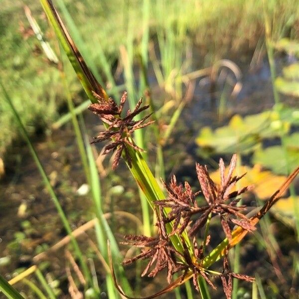 Cyperus longus 果