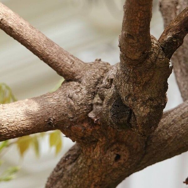 Wisteria sinensis बार्क (छाल)