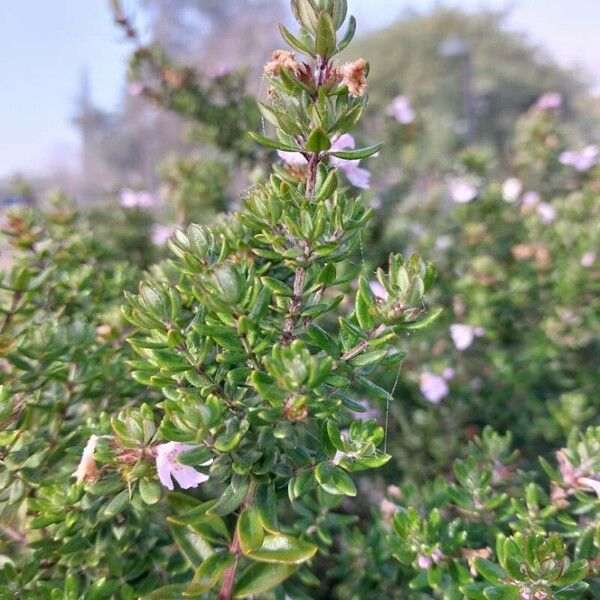 Thymus herba-barona Лист