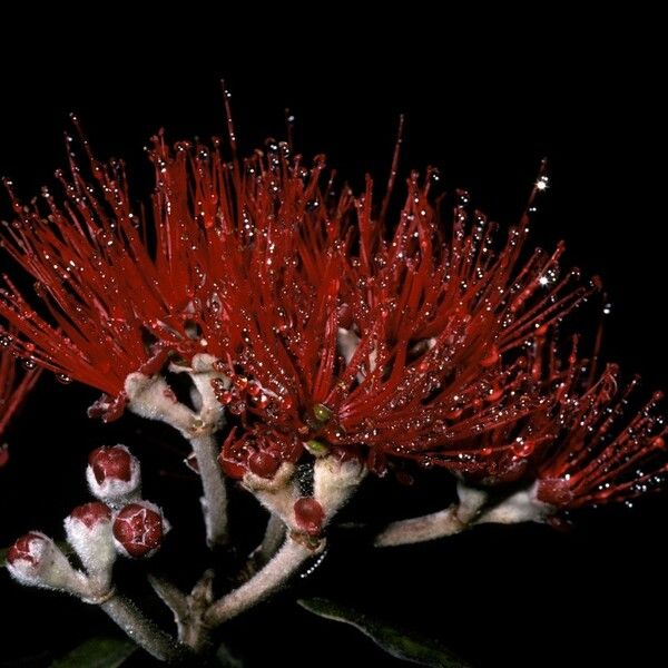 Metrosideros polymorpha Flower